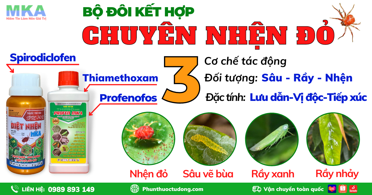 quản lý nhện đỏ mùa nắng